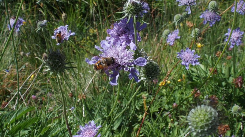 knautia o Scabiosa ??